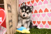 Rosie, a female Pomsky for sale in Arthur, IL – Photo 4 of 6
