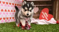 Rosie, a female Pomsky for sale in Arthur, IL – Photo 3 of 6