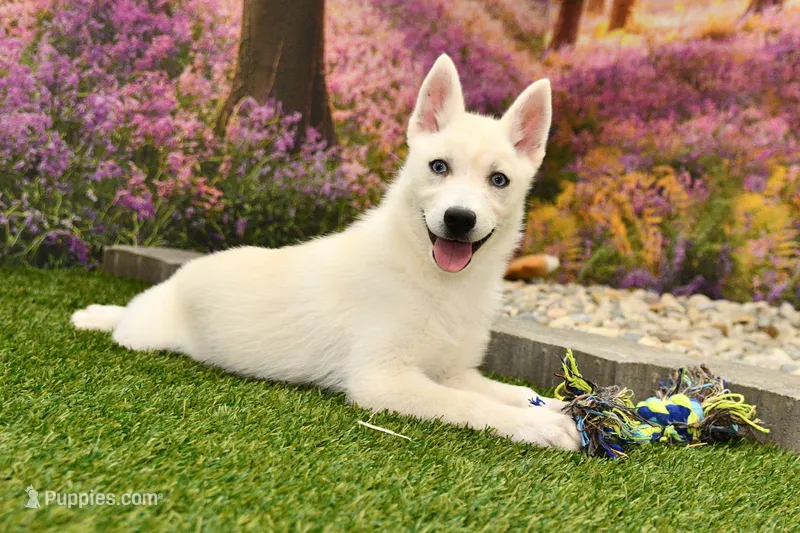 Dean – Pomsky puppy for sale in Arthur, IL
