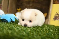Kyson, a male Pomeranian for sale in Arthur, IL – 4 of 6