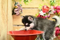 Elsie, a female Pomsky for sale in Arthur, IL – 4 of 6