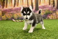 Edwin, a male Pomsky for sale in Arthur, IL – 4 of 10