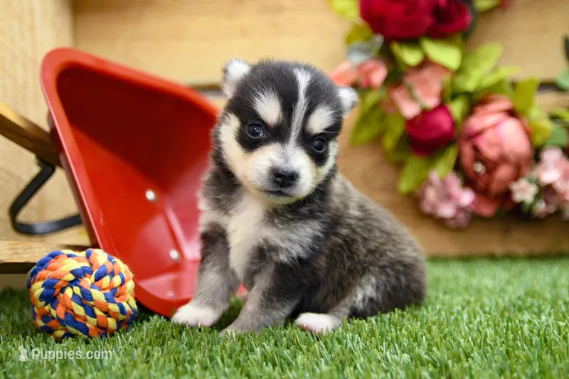 Edwin – Pomsky puppy for sale in Arthur, IL