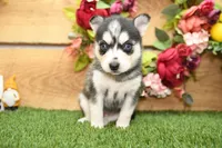 Summer, a female Pomsky for sale in Arthur, IL – 3 of 7