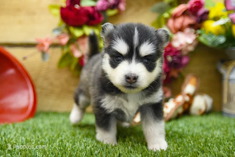 Elsie – Pomsky puppy for sale in Arthur, IL