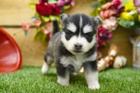 Elsie, a female Pomsky for sale in Arthur, IL – 1 of 8