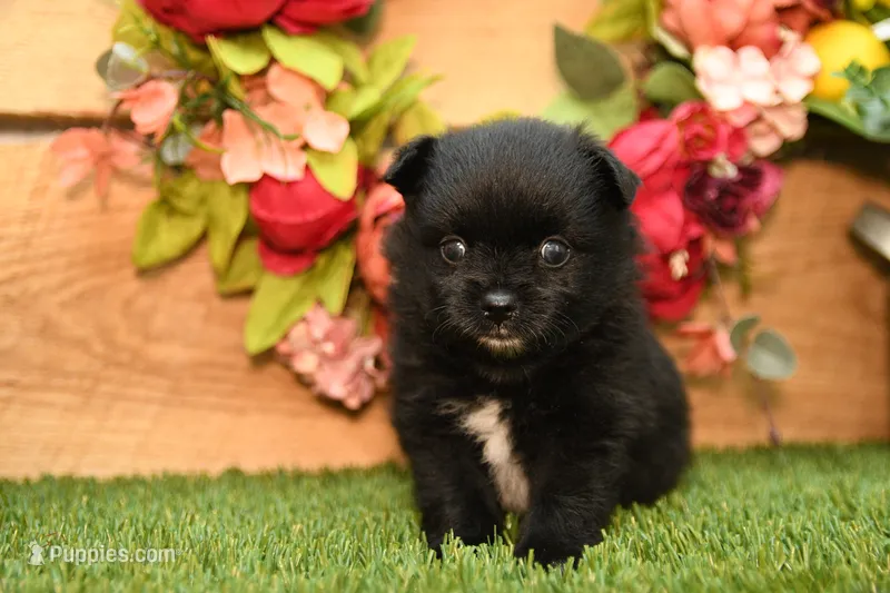 Milo – Pomeranian puppy for sale in Arthur, IL