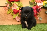 Milo, a male Pomeranian for sale in Arthur, IL – 1 of 9