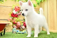 Erik, a male Pomsky for sale in Arthur, IL – 3 of 6