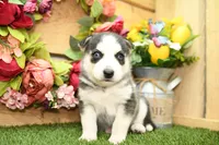 Sadie, a female Pomsky for sale in Arthur, IL – 4 of 8