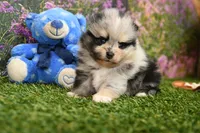 Kolton, a male Pomeranian for sale in Arthur, IL – 2 of 6