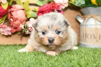 Rosie, a female Pomeranian for sale in Arthur, IL – 2 of 6
