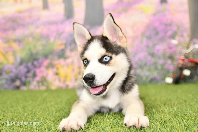 Bear – Pomsky puppy for sale in Arthur, IL