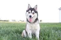 Dean, a male Pomsky for sale in Arthur, IL – 7 of 8