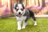 Hugo, a male Pomsky for sale in Arthur, IL – 7 of 10
