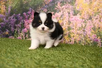 Hudson, a male Pomeranian for sale in Arthur, IL – Photo 3 of 6