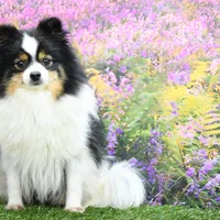 Hudson, a male Pomeranian for sale in Arthur, IL – Photo 5 of 6