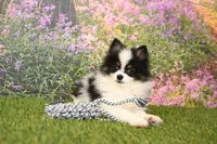 Hudson, a male Pomeranian for sale in Arthur, IL – 2 of 6