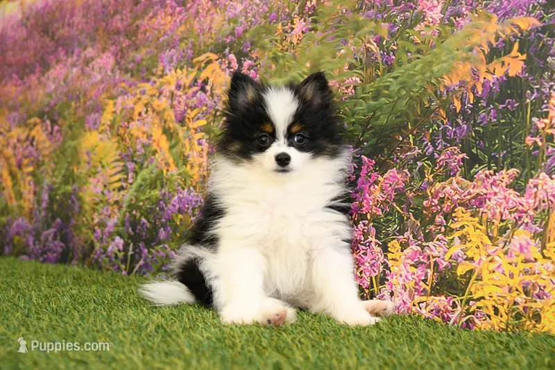 Hudson – Pomeranian puppy for sale in Arthur, IL