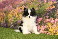 Hudson, a male Pomeranian for sale in Arthur, IL – Photo 1 of 6