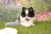 Hudson, a male Pomeranian for sale in Arthur, IL – Photo 2 of 6