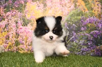 Hudson, a male Pomeranian for sale in Arthur, IL – Photo 2 of 6