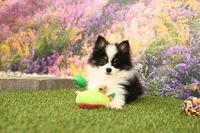 Hudson, a male Pomeranian for sale in Arthur, IL – 4 of 6