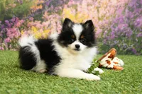 Hudson, a male Pomeranian for sale in Arthur, IL – Photo 4 of 6