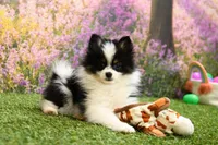 Hudson, a male Pomeranian for sale in Arthur, IL – Photo 3 of 6