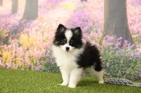 Hudson, a male Pomeranian for sale in Arthur, IL – 3 of 6