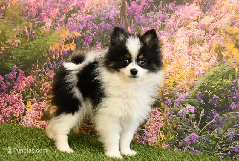 Hudson – Pomeranian puppy for sale in Arthur, IL