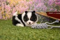 Hudson, a male Pomeranian for sale in Arthur, IL – Photo 4 of 6