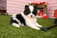 Hudson, a male Pomeranian for sale in Arthur, IL – Photo 1 of 6