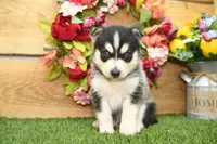 Sully, a male Pomsky for sale in Arthur, IL – 5 of 9