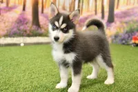 Emmett, a male Pomsky for sale in Arthur, IL – 1 of 6