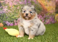 Rosie, a female Pomeranian for sale in Arthur, IL – 3 of 6