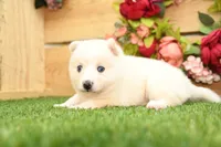 Della, a male Pomsky for sale in Arthur, IL – 2 of 9