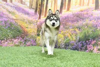 Babe, a female Pomsky for sale in Arthur, IL – 2 of 3