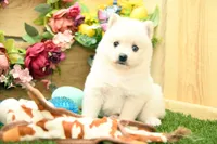 Hazel, a female Pomsky for sale in Arthur, IL – 7 of 9