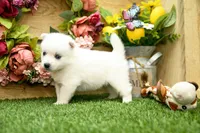 Erik, a male Pomsky for sale in Arthur, IL – 5 of 7