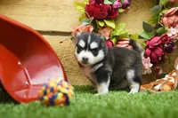 Elsie, a female Pomsky for sale in Arthur, IL – 3 of 8