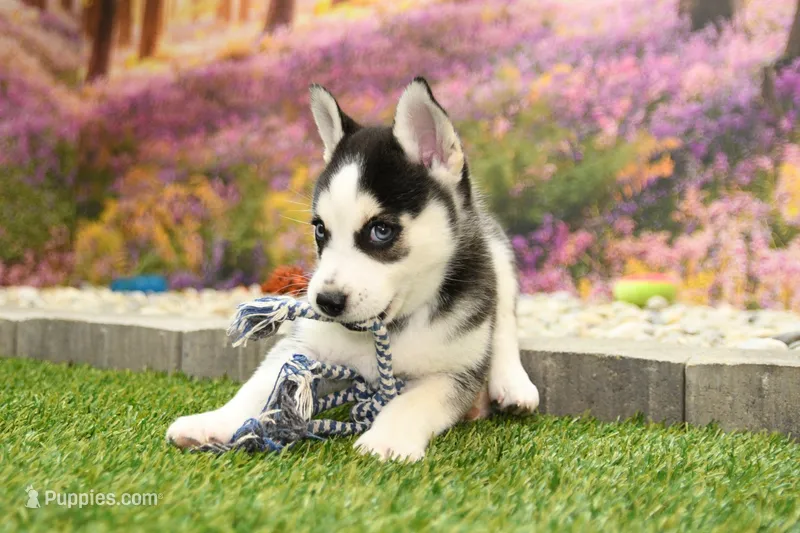Sadie – Pomsky puppy for sale in Arthur, IL