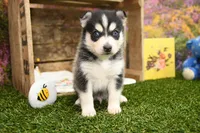 Sully, a male Pomsky for sale in Arthur, IL – 7 of 9