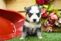 Eve, a female Pomsky for sale in Arthur, IL – 6 of 8
