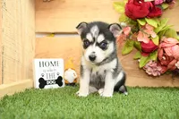 Summer, a female Pomsky for sale in Arthur, IL – 2 of 7