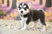 Elliot, a male Pomsky for sale in Arthur, IL – 3 of 10