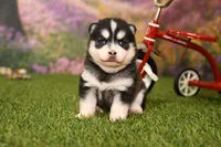 Abby, a female Pomsky for sale in Arthur, IL – 6 of 8