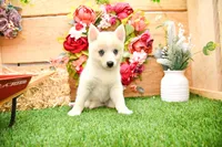 Della, a female Pomsky for sale in Arthur, IL – 4 of 7