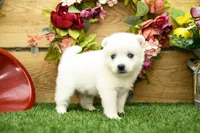 Erik, a male Pomsky for sale in Arthur, IL – 3 of 7