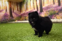 Milo, a male Pomeranian for sale in Arthur, IL – 4 of 8